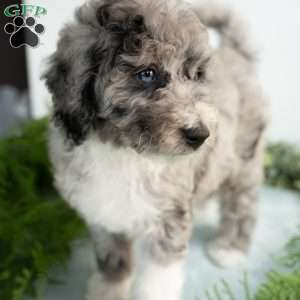 Moon, Mini Bernedoodle Puppy